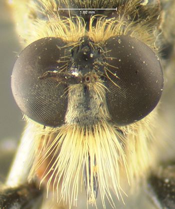 Media type: image;   Entomology 12773 Aspect: head frontal view